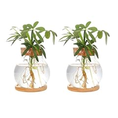 Chpindam plant propagation for sale  Delivered anywhere in USA 
