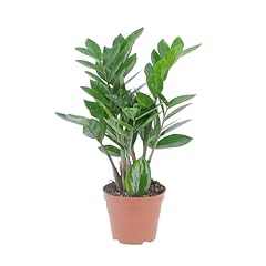 Kentis zamioculcas zamiifolia usato  Spedito ovunque in Italia 