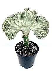 Rare silver coral for sale  Delivered anywhere in USA 