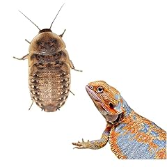 Avangtar reptiles large for sale  Delivered anywhere in USA 