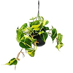 Exotenherz philodendron scande gebraucht kaufen  Wird an jeden Ort in Deutschland