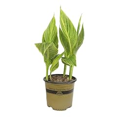 Variegated canna tropicana for sale  Delivered anywhere in USA 