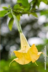 Angel trumpet planner for sale  Delivered anywhere in UK