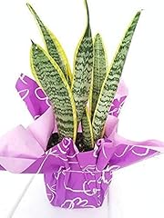 Snake plant gift for sale  Delivered anywhere in USA 