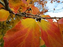 Persischer eisenholzbaum parro gebraucht kaufen  Wird an jeden Ort in Deutschland