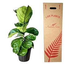 Andersen farms ficus for sale  Delivered anywhere in USA 