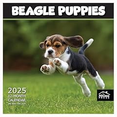 Micasa beagle puppies for sale  Delivered anywhere in USA 