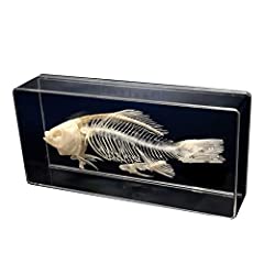 Real fish skeleton for sale  Delivered anywhere in Ireland