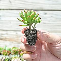 Sprout green assorted for sale  Delivered anywhere in USA 