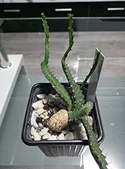 Euphorbia stellata caudex for sale  Delivered anywhere in UK