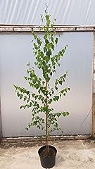 Betula pendula silver for sale  Delivered anywhere in UK