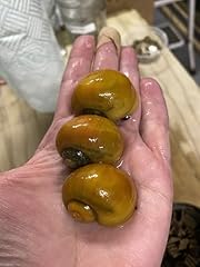 Large golden apple for sale  Delivered anywhere in UK