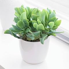 Plante intérieur crassula d'occasion  Livré partout en Belgiqu