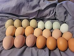 Fertile multi color for sale  Delivered anywhere in USA 