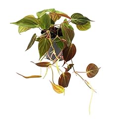 Exotenherz philodendron micans gebraucht kaufen  Wird an jeden Ort in Deutschland