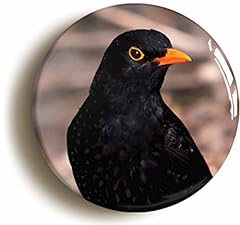 Ozorath blackbird bird for sale  Delivered anywhere in Ireland