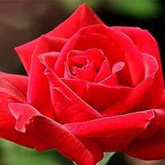 Heirloom roses red for sale  Delivered anywhere in USA 