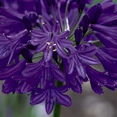 Agapanthus northern star for sale  Delivered anywhere in UK