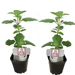 Two live rama for sale  Delivered anywhere in USA 