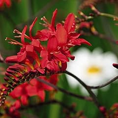 Crocosmia crocosmia lucifer for sale  Delivered anywhere in UK