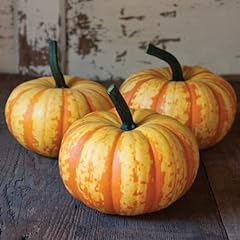 Blaze mini pumpkin for sale  Delivered anywhere in USA 