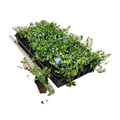 Myrtle vinca periwinkle for sale  Delivered anywhere in USA 