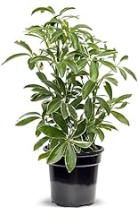 Live variegated hawaiian for sale  Delivered anywhere in USA 