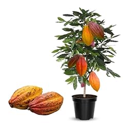 Months old theobroma for sale  Delivered anywhere in USA 