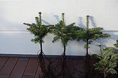 Weihnachtsbaum set nordmanntan gebraucht kaufen  Wird an jeden Ort in Deutschland