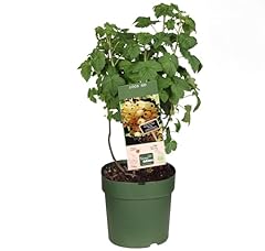 Ribes bianco frutti usato  Spedito ovunque in Italia 