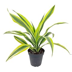 Dracaena lemon lime for sale  Delivered anywhere in USA 