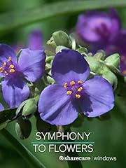 Symphony flowers for sale  Delivered anywhere in USA 