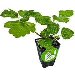 Kadota fig tree for sale  Delivered anywhere in USA 