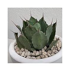 Pezzi 10x agave usato  Spedito ovunque in Italia 