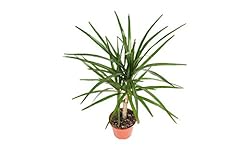 Dracaena marginata cane for sale  Delivered anywhere in USA 