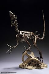 Master fossil skeleton d'occasion  Livré partout en France