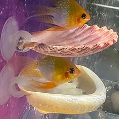Pack betta fish for sale  Delivered anywhere in USA 