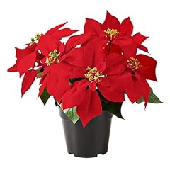 Melajia poinsettia plant for sale  Delivered anywhere in USA 