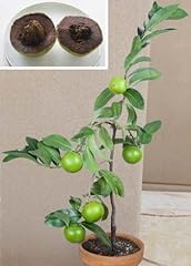 Black sapote fruit for sale  Delivered anywhere in USA 