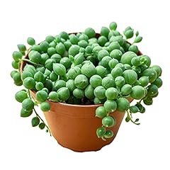 String pearls succulents for sale  Delivered anywhere in USA 