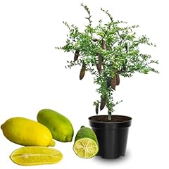 Live finger lime for sale  Delivered anywhere in USA 