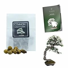 Hawthorn tree bonsai for sale  Delivered anywhere in UK