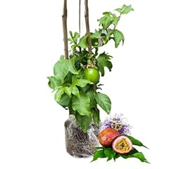 Live passionfruit plant for sale  Delivered anywhere in USA 