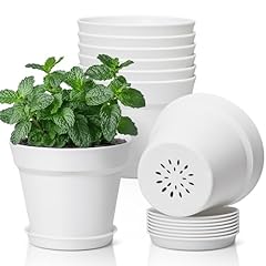 T4u inch plant for sale  Delivered anywhere in USA 