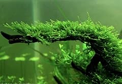 Christmas moss 3cm for sale  Delivered anywhere in Ireland