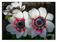 Anemone caen bicolor for sale  Delivered anywhere in UK