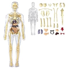 Anatomie modell mensch gebraucht kaufen  Wird an jeden Ort in Deutschland