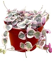 Succulents plants live for sale  Delivered anywhere in USA 