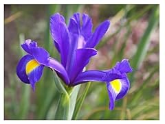 Dutch iris blue for sale  Delivered anywhere in UK