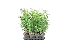 Thuja arborvitae green for sale  Delivered anywhere in USA 